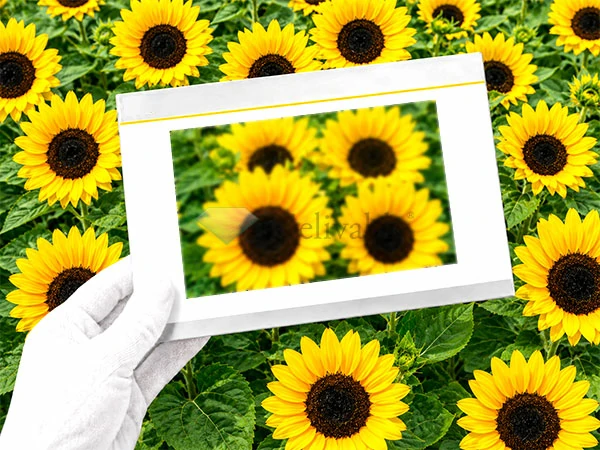 AG Anti-Glare Glass
